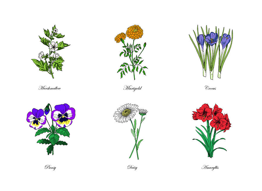 Several Colored Flowers Mixed Media by Masha Batkova