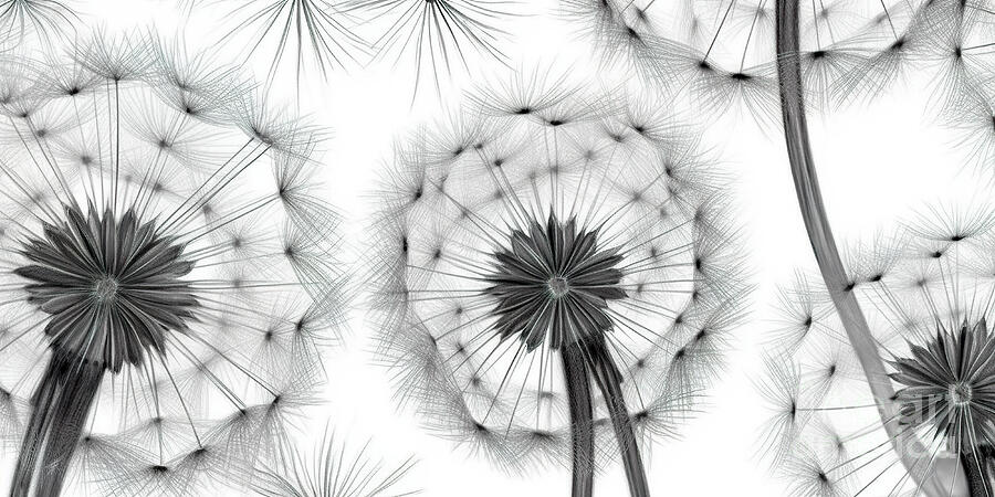Several Dandelion Seed Heads Are Captured In A High-contrast Monochromatic Tone, Digital Art