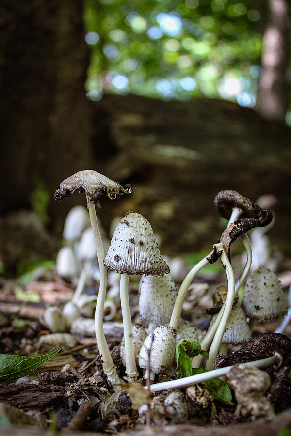 Several Mushrooms Photograph by W Craig Photography