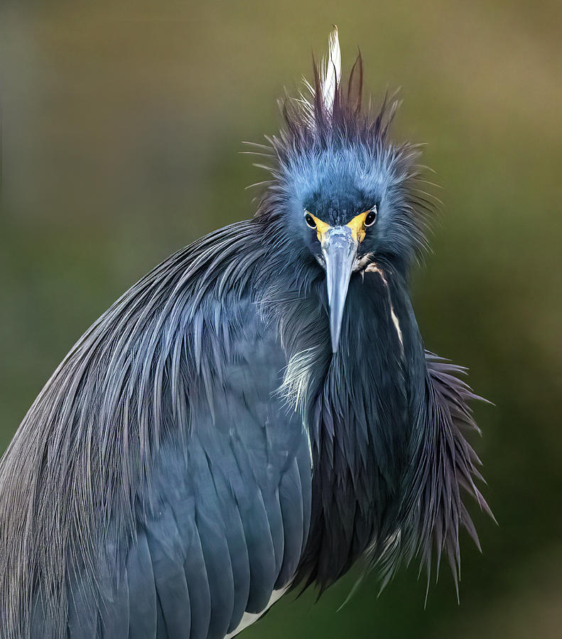 Severe Tricolor Heron Photograph by Jaki Miller