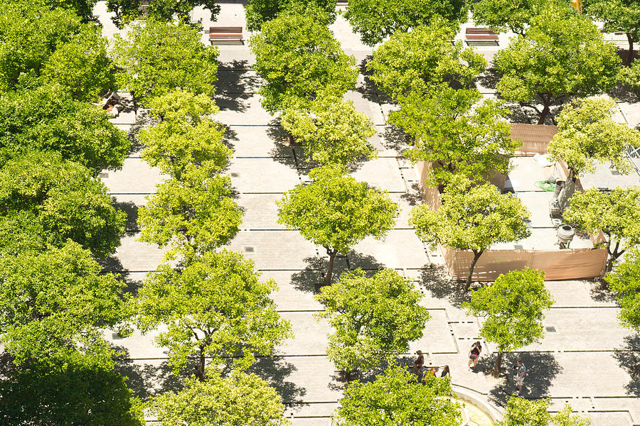 Seville Cathedral gardens from the Cathedral Tower. Photograph by Alphotographic