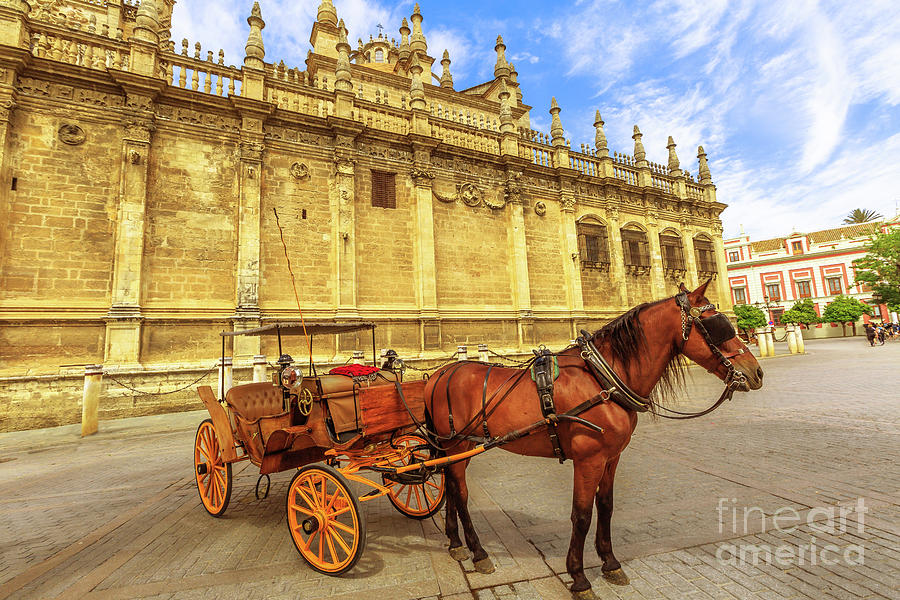 Seville horse carriage rides Photograph by Benny Marty