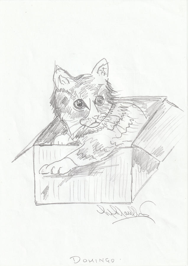 Domingo Likes Boxes Drawing by Mackenzie Moulton