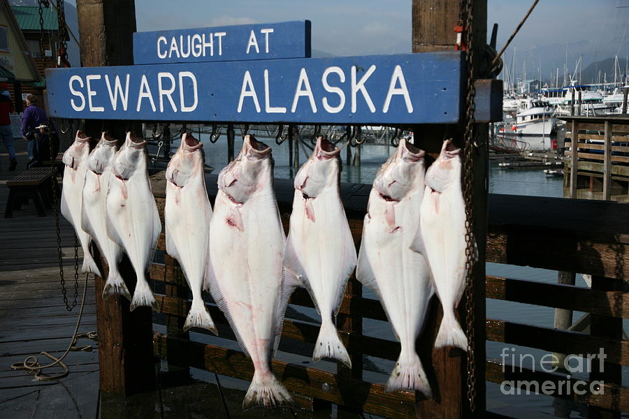 Seward Alaska Annual Fishing Contest Largest Fish Photograph by Chuck Kuhn