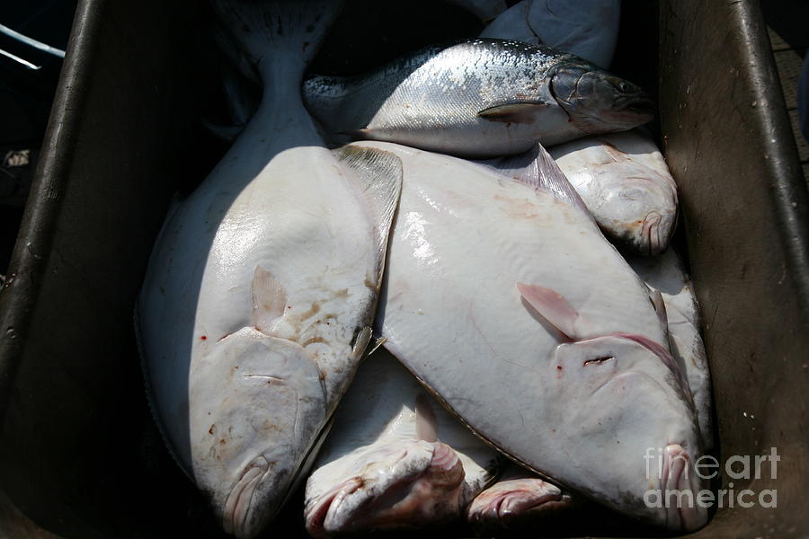 Seward  Alaska Fish Catch  Photograph by Chuck Kuhn