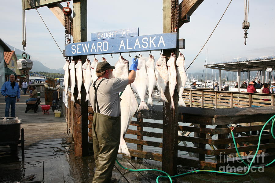 Seward Alaska Fish Caught Display  Photograph by Chuck Kuhn