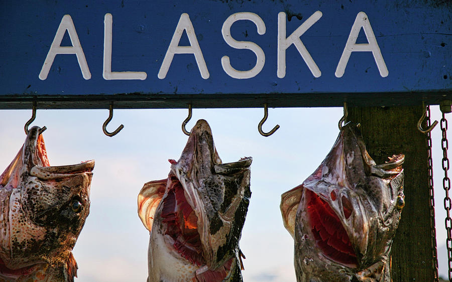 Seward Alaska Fishing Tournament  Photograph by Chuck Kuhn