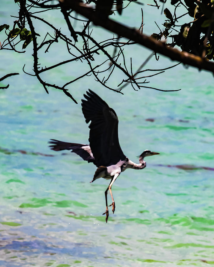 Seychelles Bird In Flight Digital Art By Jules Follett Pixels 2525