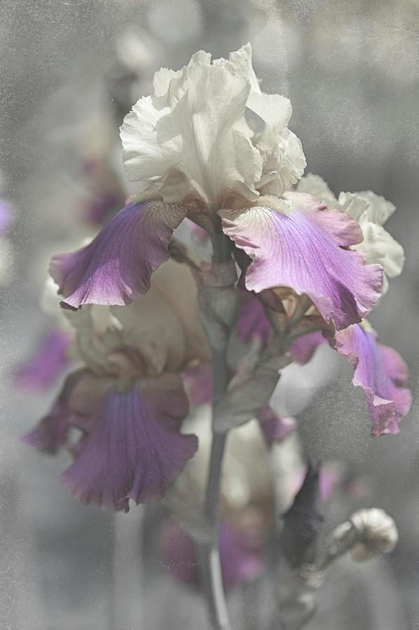 Shabby Chic Collection. Iris Milestone Photograph by Jenny Rainbow
