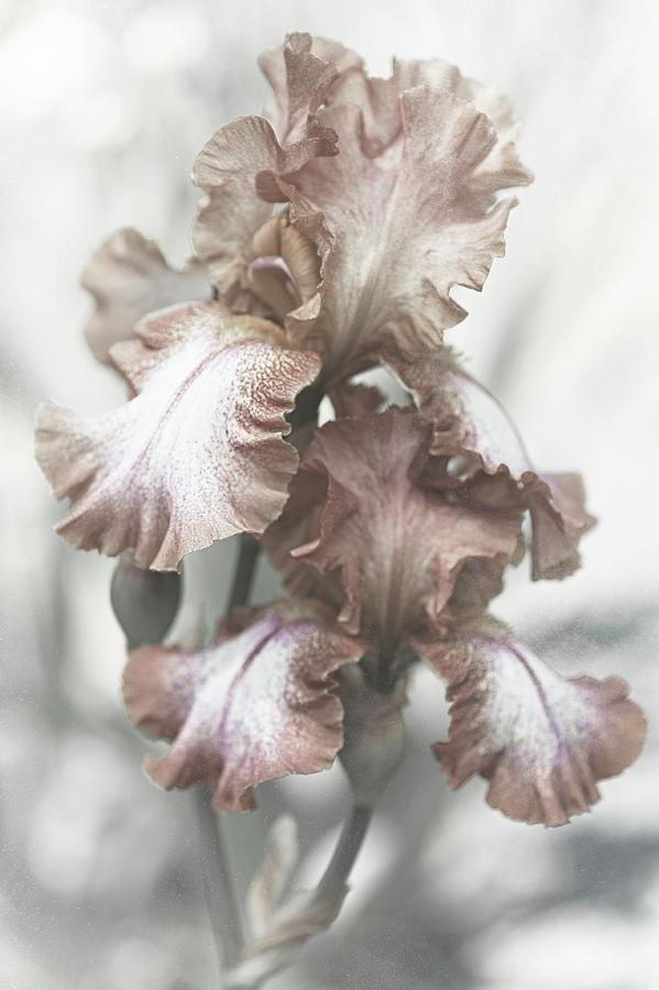 Shabby Chic Collection - Iris Wild Ginger Photograph by Jenny Rainbow