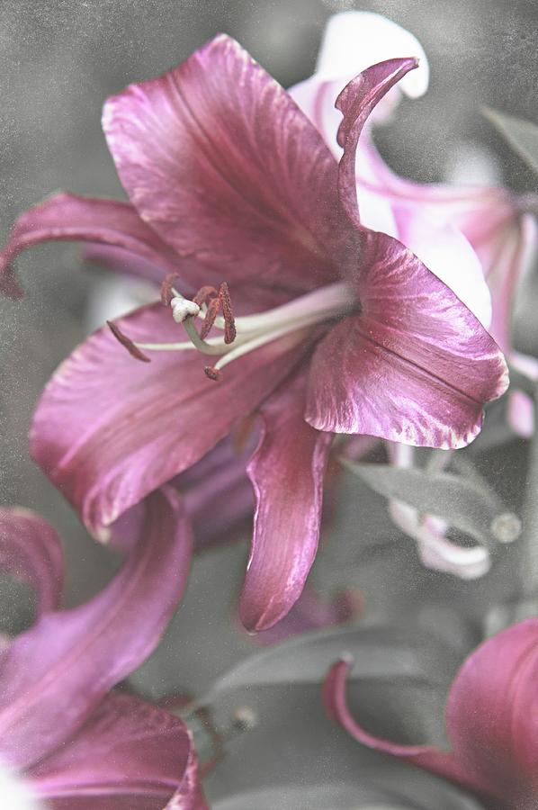 Shabby Chic Collection - Lily Formia 1 Photograph by Jenny Rainbow