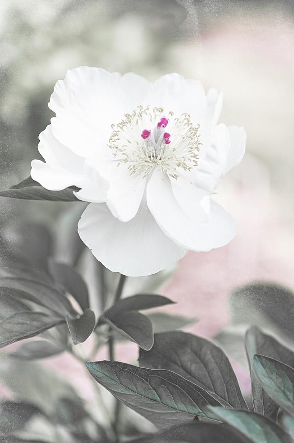 Shabby Chic Collection - Peony Soft Apricot Kisses Photograph by Jenny Rainbow