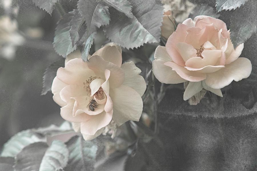 Shabby Chic Collection - Rose Maigold Photograph by Jenny Rainbow