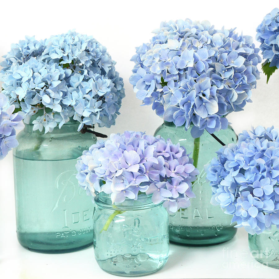 Shabby Chic Cottage Garden Blue Hydrangeas Flowers In Mason Ball Jars  Photograph by Kathy Fornal