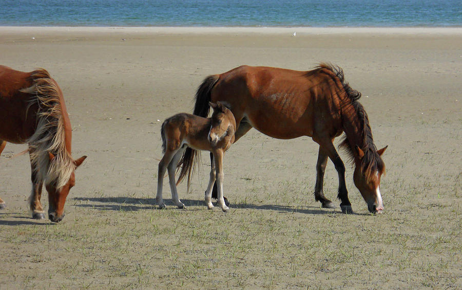 Nature Photograph - Shackleford Banks Foal by Marty Fancy