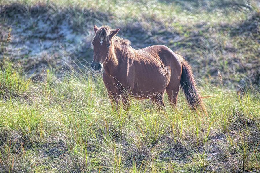 Shackleford Banks Horse #3 Photograph by Teresa Hofer - Fine Art America