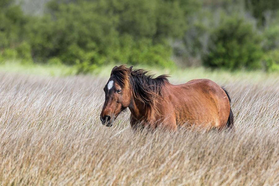 Shackleford Banks Pony in the Medow Photograph by Jim Miller