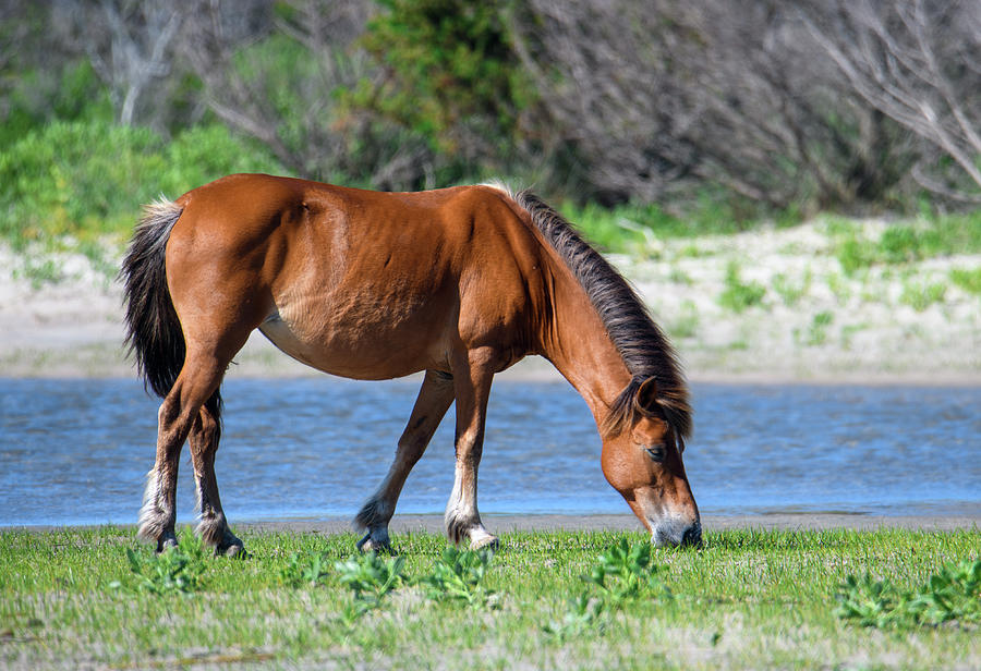 Shackleford Horse Grazing Photograph By Dianne Bolden - Pixels