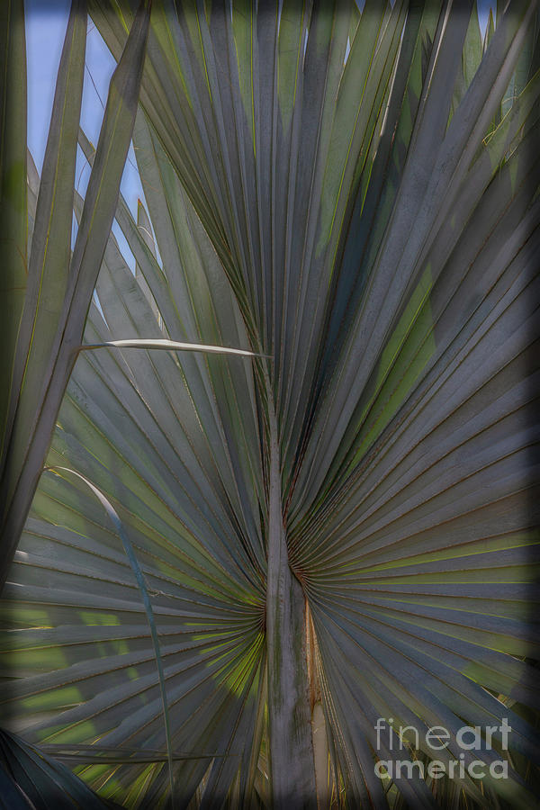 Shade by Larry McMahon Shade by Larry McMahon