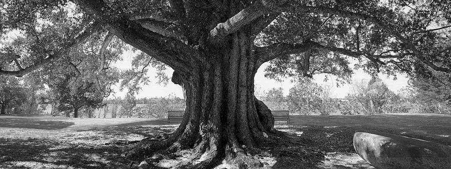 Shade Tree B W Photograph by Mike McGlothlen