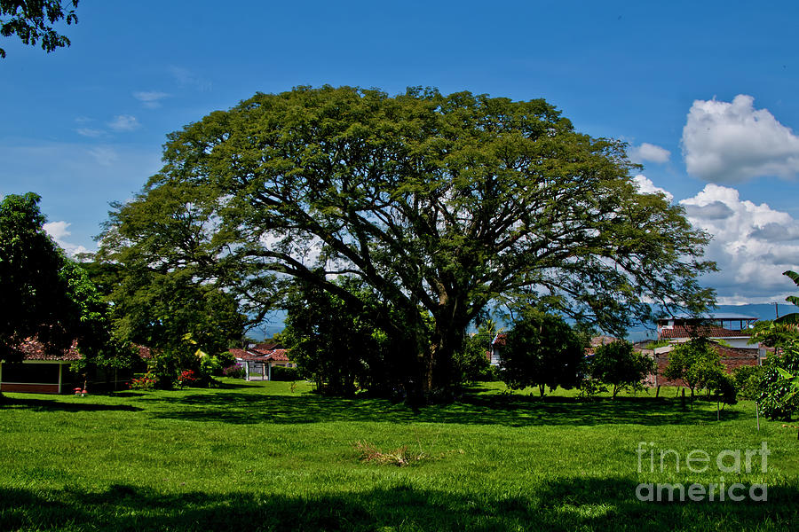 Shade Tree In The Tropics Photograph by Al Bourassa