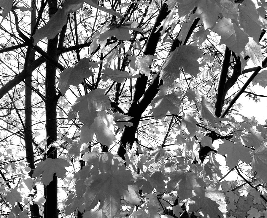 Shaded By A Maple Tree Photograph by Will Borden