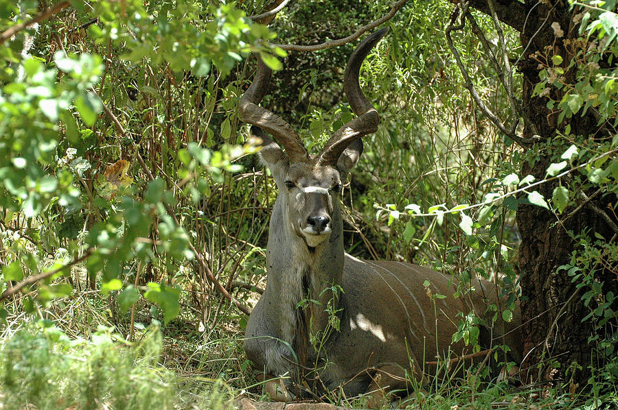 Shaded Kudu Photograph by Steve Templeton