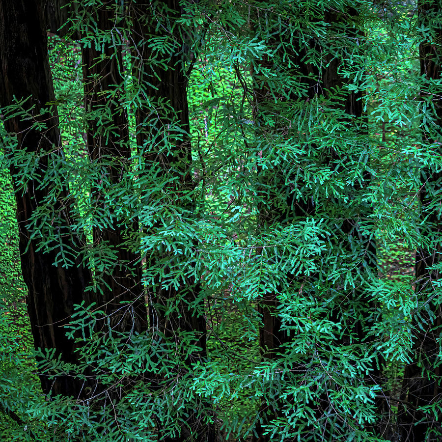 Shaded Redwood Foliage Photograph