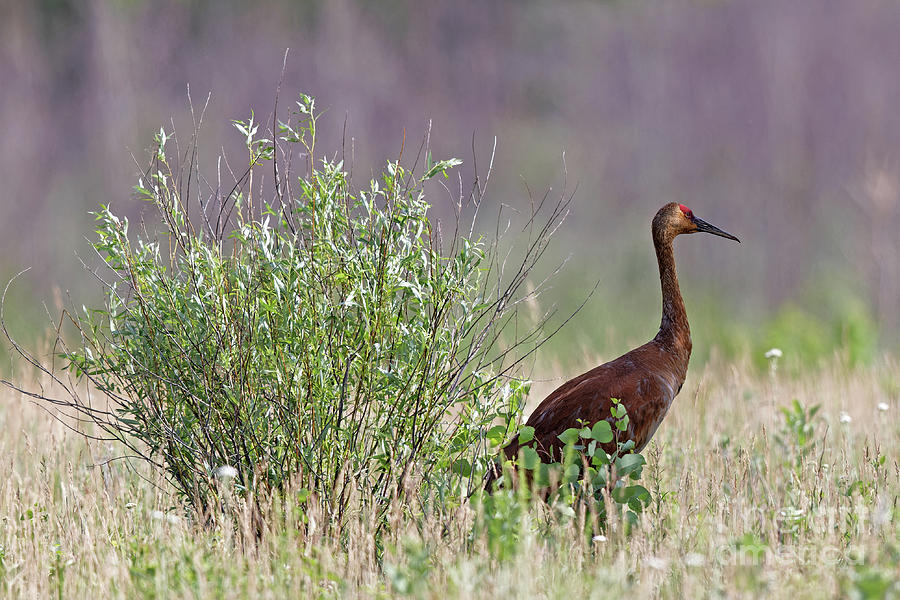 Shaded Sandhill Crane Photograph by Natural Focal Point Photography
