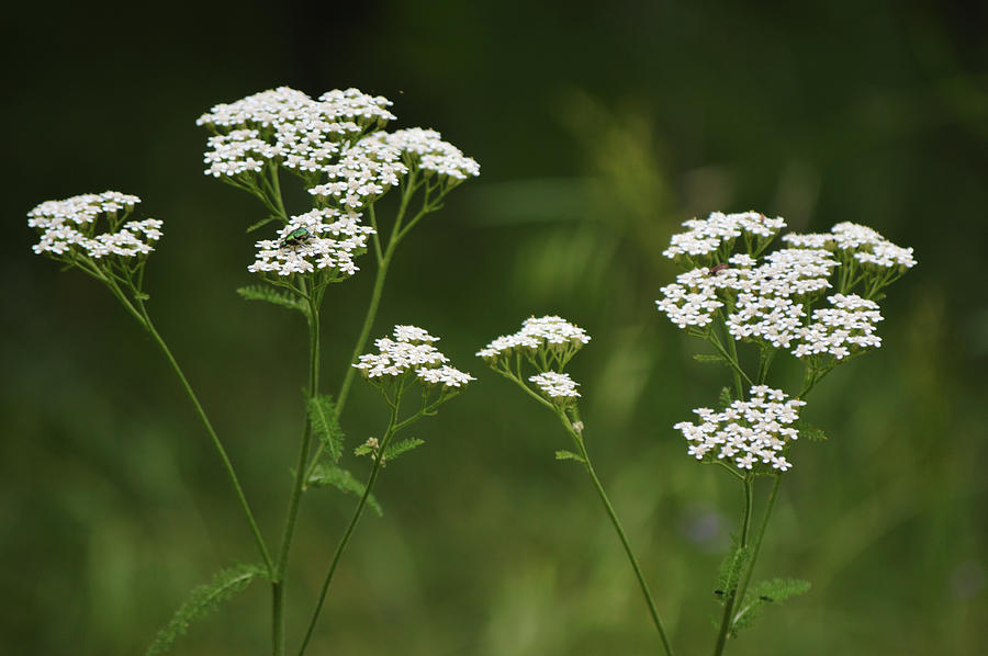 Shaded White Yarrow Wildflowers Attracting Beetles Photograph