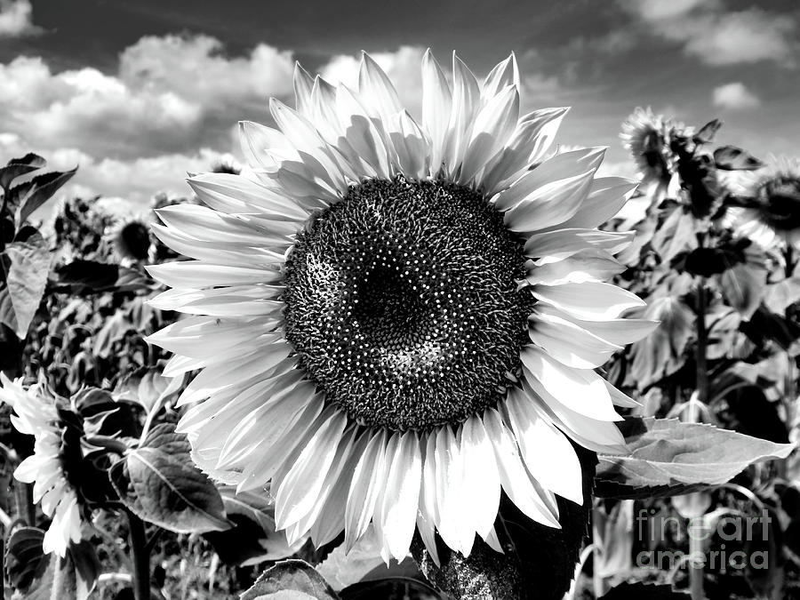 Shades Of A Sunflower Photograph