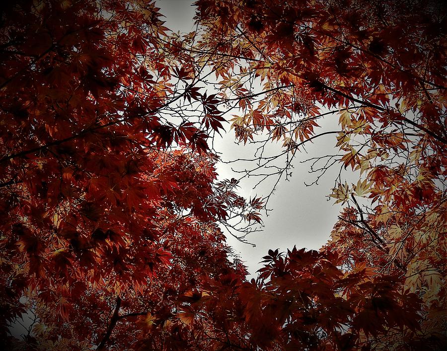 Shades of Autumn Photograph by Linda Stern