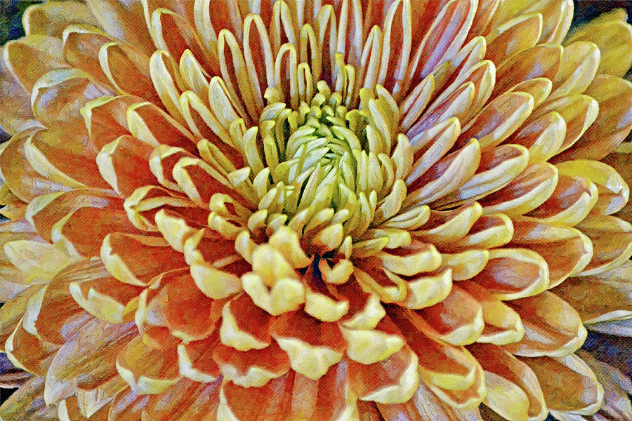 Shades of Autumn Mum Flower Digital Art by Gaby Ethington