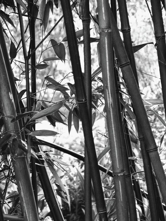 Shades of Bamboo Photograph by Ara Orden - Fine Art America