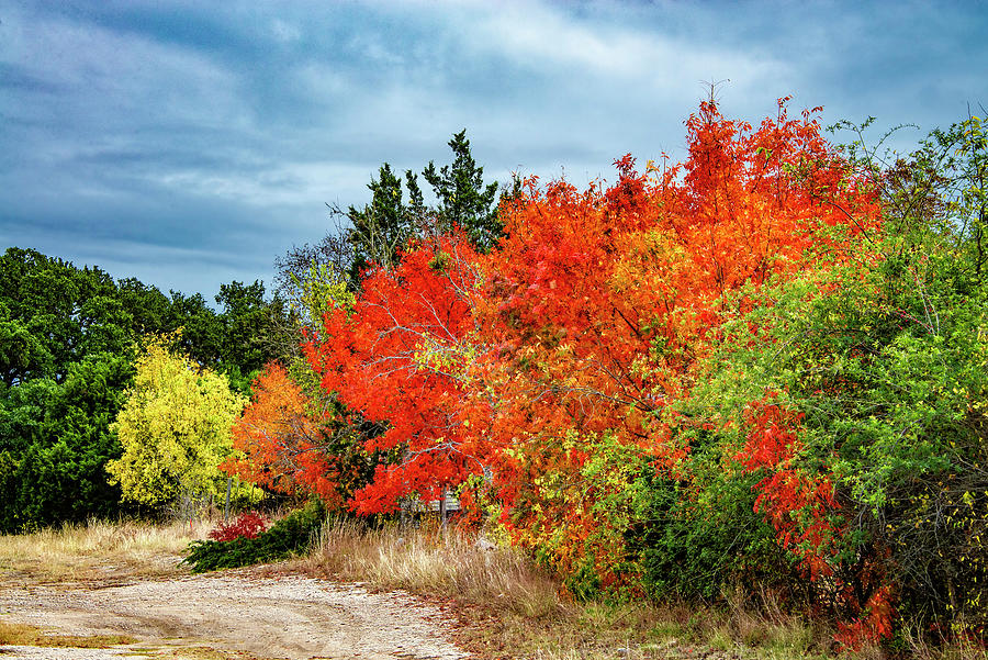 Shades of Fall in the Hill Country Photograph by Lynn Bauer