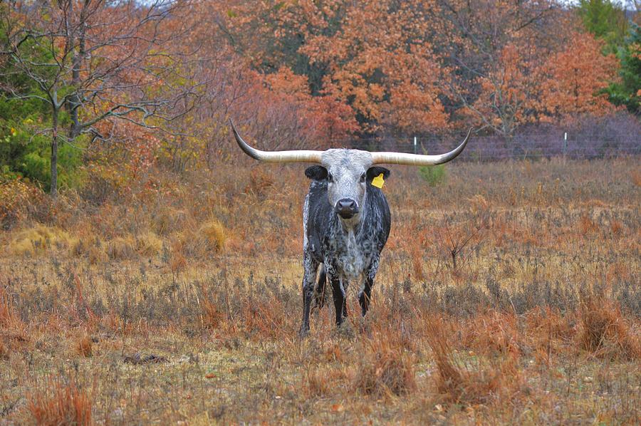 Shades of Gray and Black Big Longhorn in Texas Photograph by Gaby Ethington
