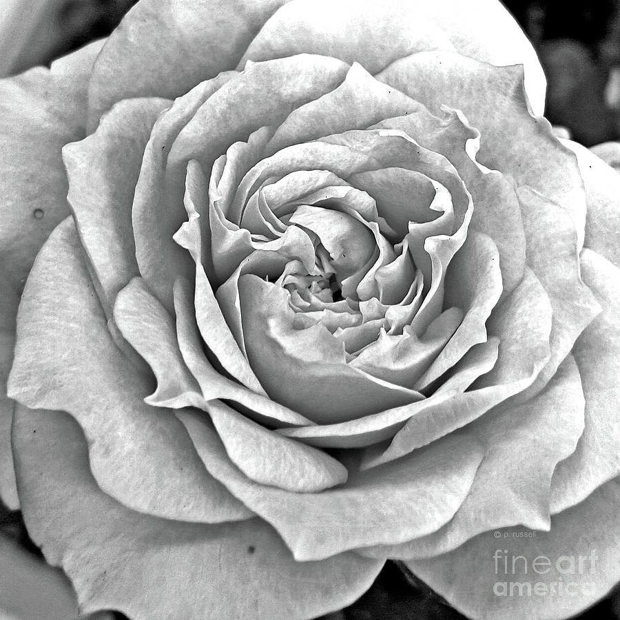 Shades of Gray- Rose Photograph by P Russell