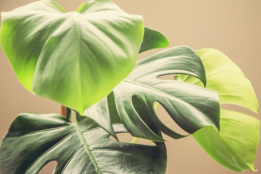 Shades of Green - Nature Botanical Monstera Cheese Photography ...