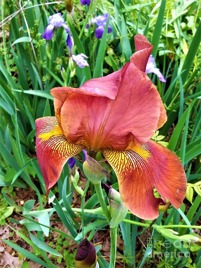 Shades Of Orange Iris II Photograph