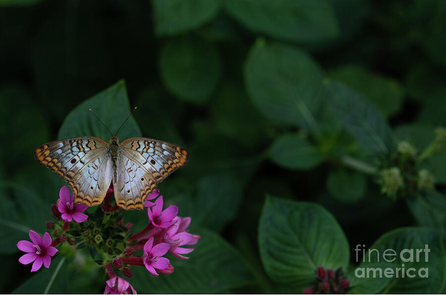 Shades of pink and green with a dash of butterfly Photograph by Ruth Jolly