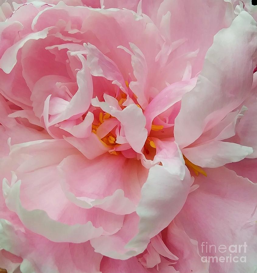 Shades of Pink Photograph by Eunice Miller
