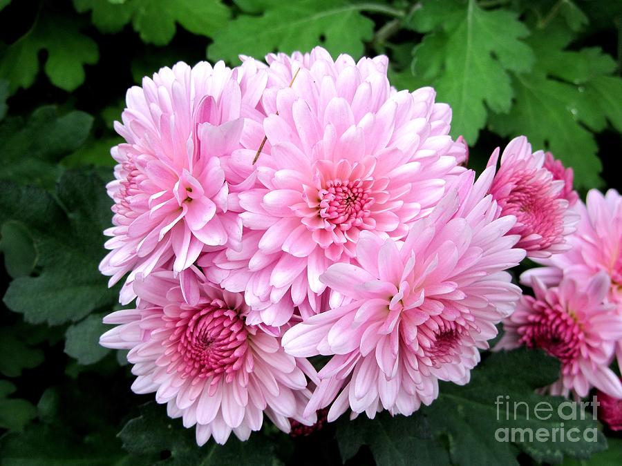 Shades Of Pink by John LaCroix Shades Of Pink by John LaCroix