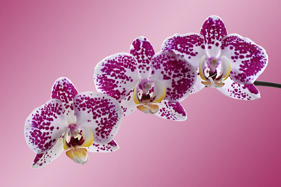 Shades of Pink - Orchid Flowers Photograph by Gill Billington