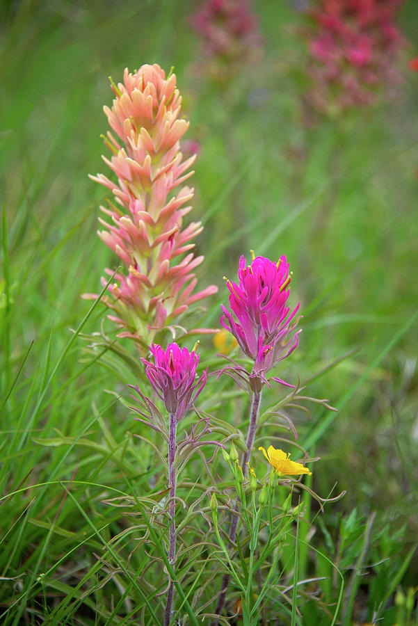 Shades of Praire Paintbrush Photograph by Lynn Bauer
