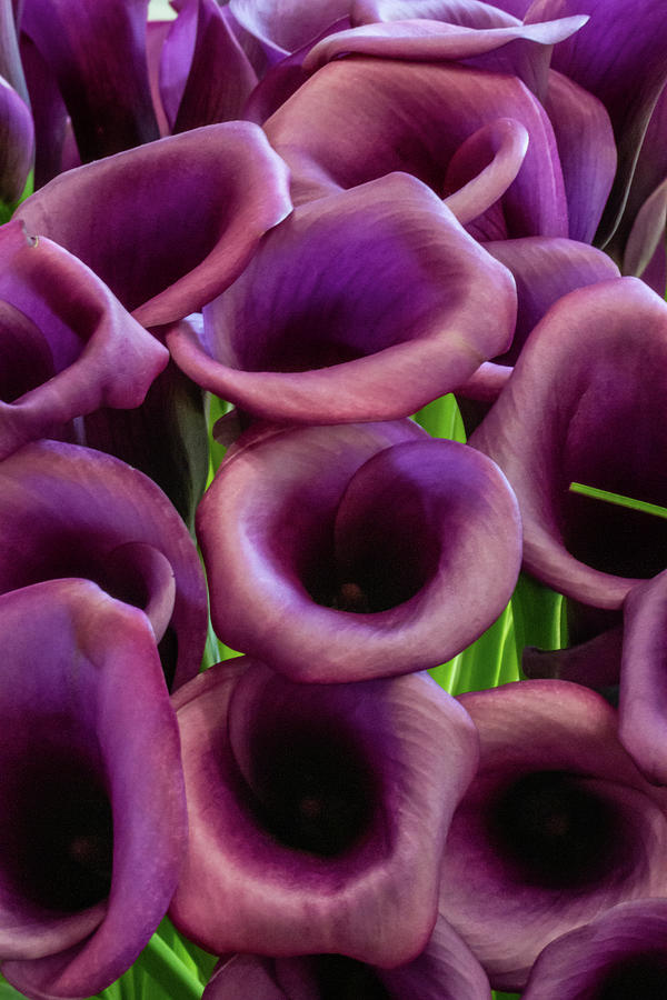 Shades of Purple Calla Lilies Photograph by John Haldane