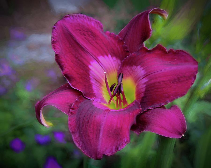 Shades of red in the garden... Photograph by Mary Lynn Giacomini - Fine ...