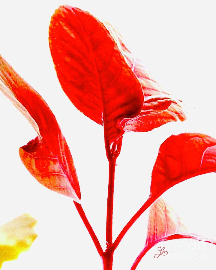 Shades of Red Digital Art by Lynne Paterson