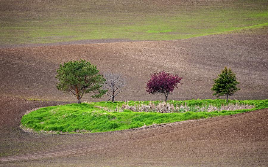 Shades of Spring Green Photograph by Doug Davidson