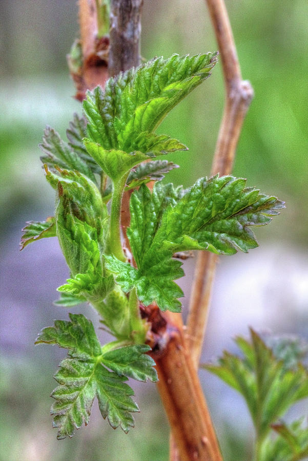 Macro Photograph - Shades of Tender Green in Spring by Marj Esch Macro Photograph - Shades of Tender Green in Spring by Marj Esch