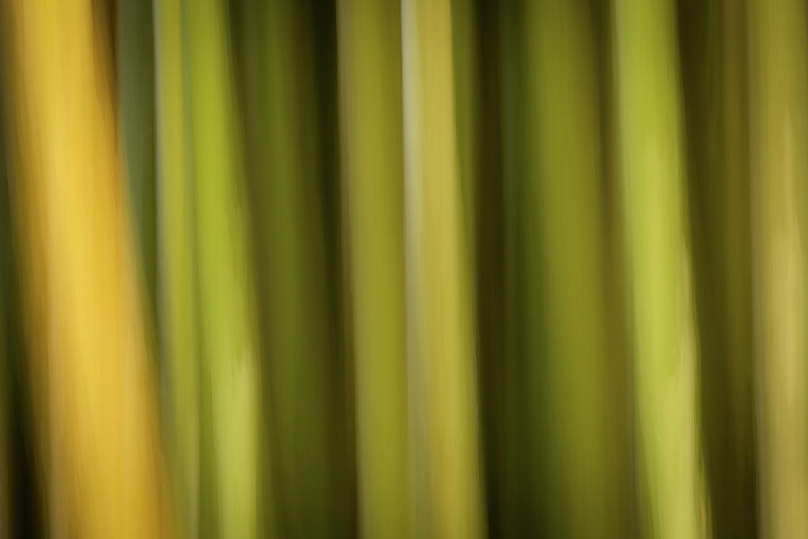 Shades Of Yellow Photograph by Dodie Ross Shades Of Yellow Photograph by Dodie Ross